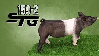 159-2 Belted barrow