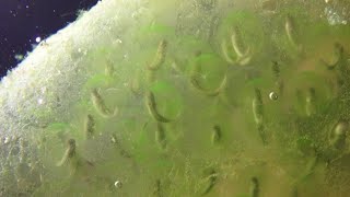 Spotted Salamander Eggs - Embryos Developing and Hatching! (Ambystoma maculatum)