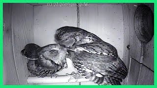 Olivia and Alton Preen Over Their Five Eggs
