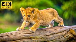 Awakening Earth | Wildlife in 12K Dolby Vision | Nature’s Grand Performance, Relaxing Music