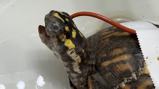 Treating very SICK BOX TURTLES.