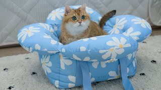 Bloom Like the Daisies: Hosico & Vetreska