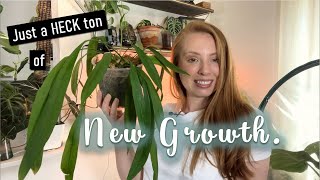 Chill houseplant growth updates | Mini houseplant collection tour