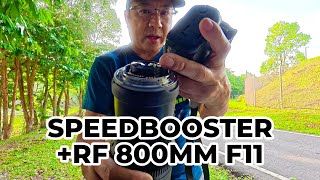 Meike EF-RF 0.71x speed booster lens on Canon RF 800mm f11