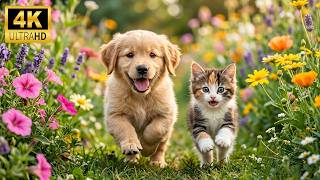 Cute Baby Animals 4K 🐾 The Most Adorable Young Animals You'll Ever See | Relaxing Music
