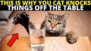 If Your Cat Knocks Things Off The Table, They're Trying to Tell You This...