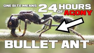 24 HOURS of AGONY - Bullet Ant - Animal a Day