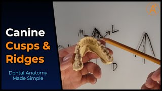 Cusp Ridges of the Canines in 1 Minute