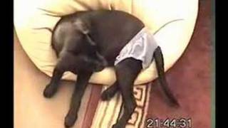 bowser in pants