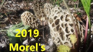 2019 Morel's for Mid MO Begins