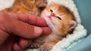 Everything Was Calm… Until Mom Cat Left Them Alone 😳🐾