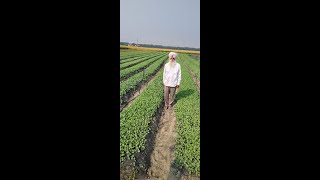 Dehati Programme, DSR, ਝੋਨੇ ਦੀ ਬਿਜਾਈ, Minimum Support Price of crops, Ajit Singh Aujla