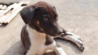 NEW BORN PUPPIES || KING ER KAMAL || CUTENESS