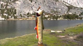 High Sierra Trout