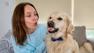 My Funny Golden Retriever Dog Reaction When I Blow on Him