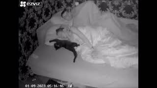 Normal Cat Behavior at 3:00 AM