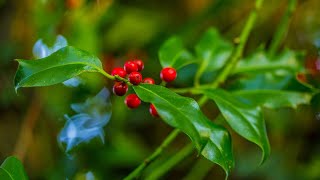 Gathering Nature EP21