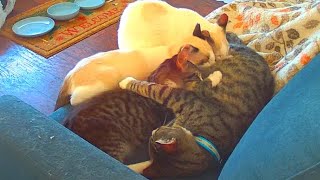 Christmas Music with Kittens and Pinko