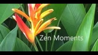 Zen Moments