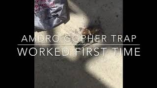 Amdro Gopher Traps