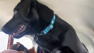 Dogs self unloading from aircraft
