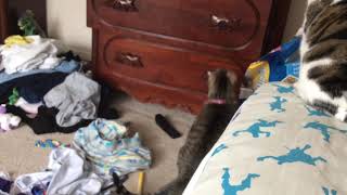 Cats watch TV with birds on it. Part 2