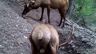 Utah bull elk personal space invaded