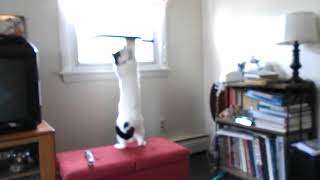 Henry's new scratching post