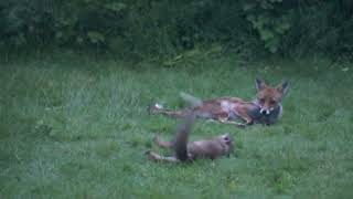 Springwatch 49: Foxes