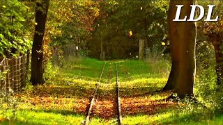 Healing Music | Walking on Trail | Relax, Stress Relief |  Healing Music Camp #7