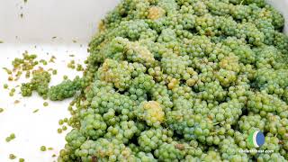 Coolest Coast Snapshot: Silarian Vineyard