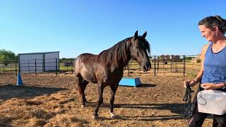 halter training Swagger - positive reinforcement