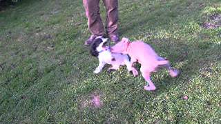 Weimaraner and Cocker puppies playing