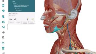 Informations, Points de repère et Sites de fixation | Visible Body