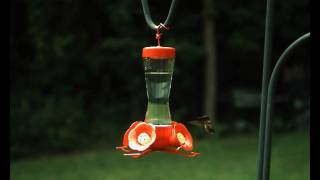 High Speed Video of a Hummingbird Hovering