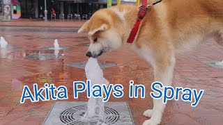 Playful Akita in Water Spray