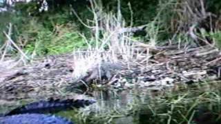 Fish gator