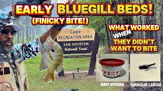 Are BlueGill on Beds in April in TX ?!