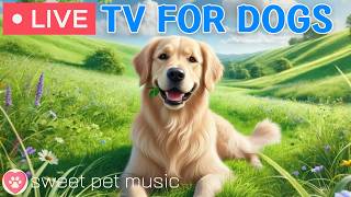🔴24 Hours of Dog TV🎵🐶Calming Music for Dog Sleep🐾🩷Soothing Dog Music for Stress and Anxiety Relief