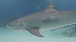 Tiger Sharks in Bahamas