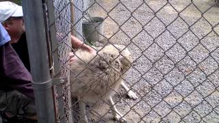 REAL Wolves up close at Wolf People