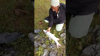 Mahseer Fishing with hand line ! IN River By M2 Fishing Hub