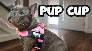 French Bulldog's Best Part Of Her Morning Walk