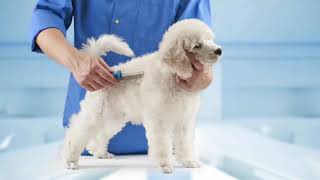 A Way to Show Your Potential Customers About Your Pet Grooming Services