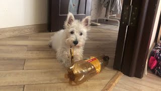 Very hot August 🥵 ☀️ Funny Uma 🤪🐶Watermelon eating 🍉