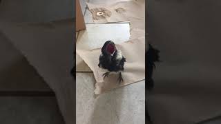 My little Magpie, I rescued her from the crows