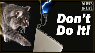 How to Stop Your Cat from Chewing Electric Wires. Top Tips to Prevent Electric Shocks