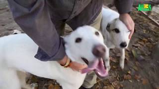 Dodo Heroes | Ep3 preview #1 | The Nowzad Mission