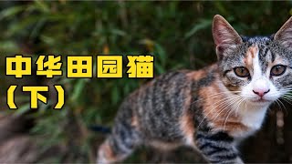 中华田园猫下集