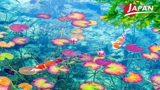 Where Nature and Art Unite: Monet's Pond | Gifu, Japan Travel Guide